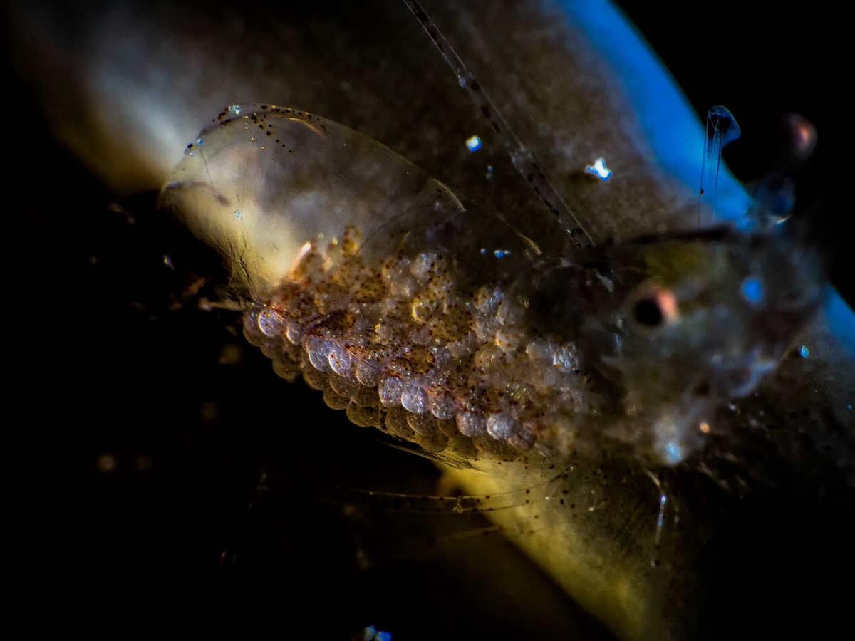 Tmp 23851 PB202332815106083