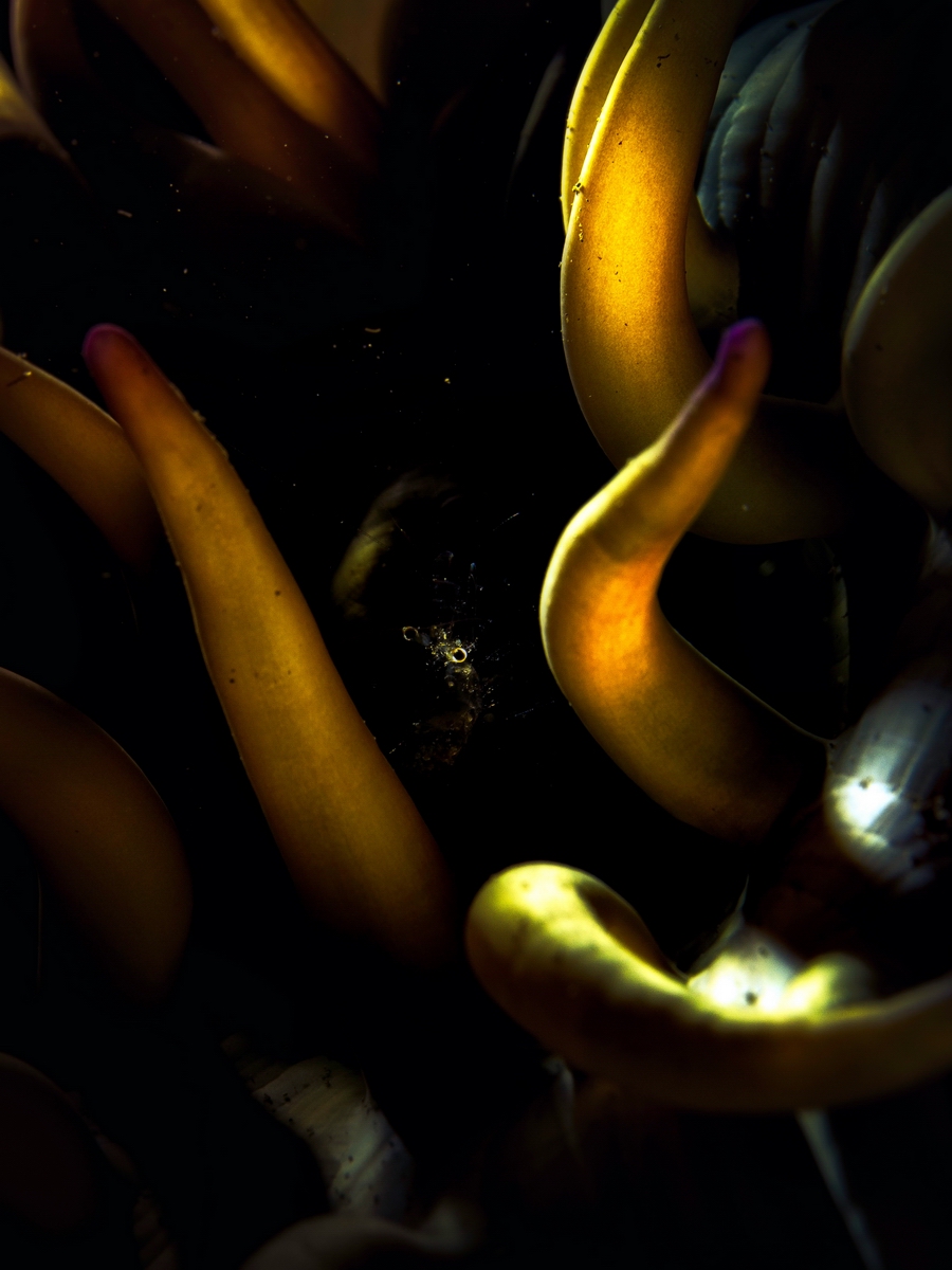 Tmp 23851 PB202345 1585818584