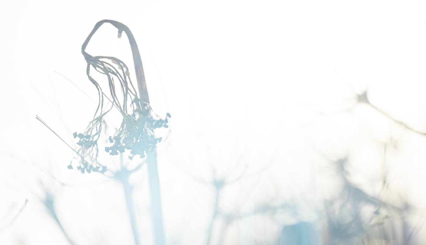  1272012 ORF DxO DeepPRIMEXD