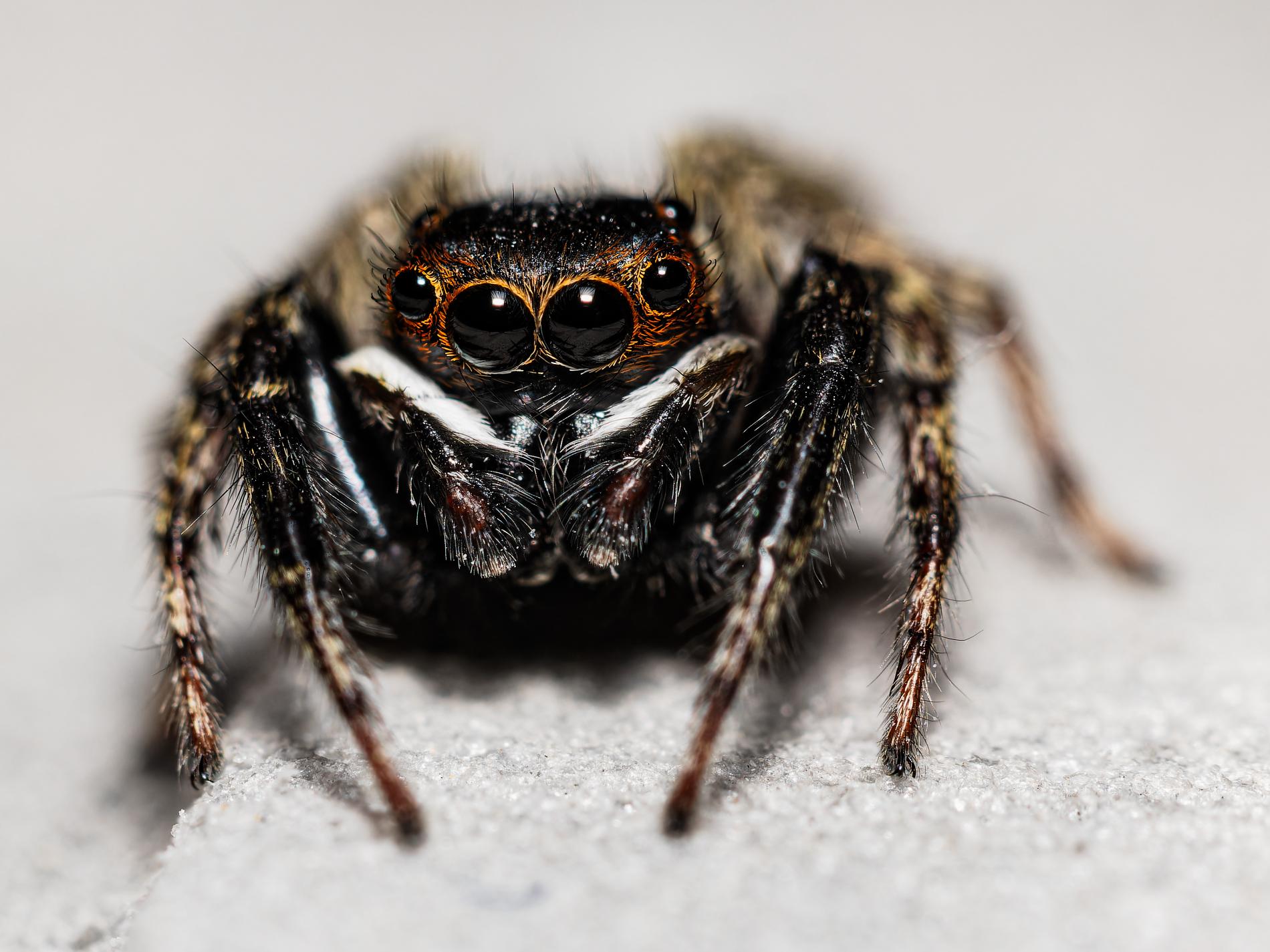  6257391 ORF DxO DeepPRIMEXD